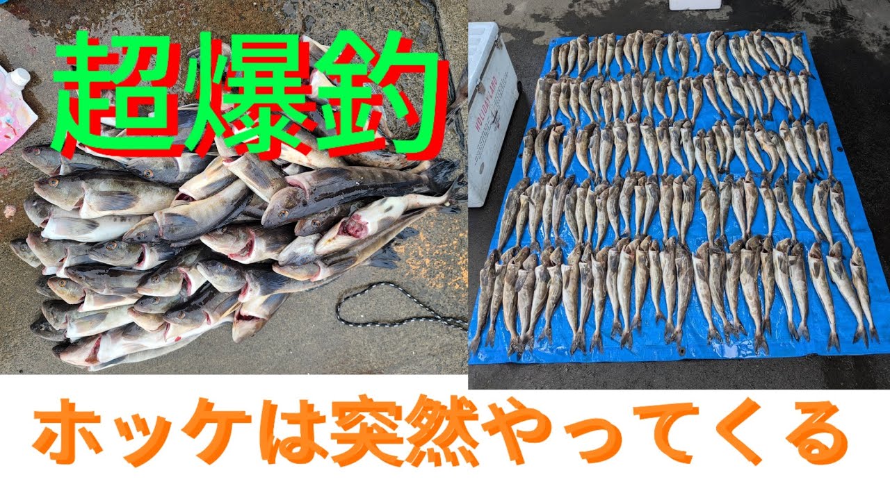 「北海道ホッケ釣り」今回は3月26日から29日までのホッケ釣り