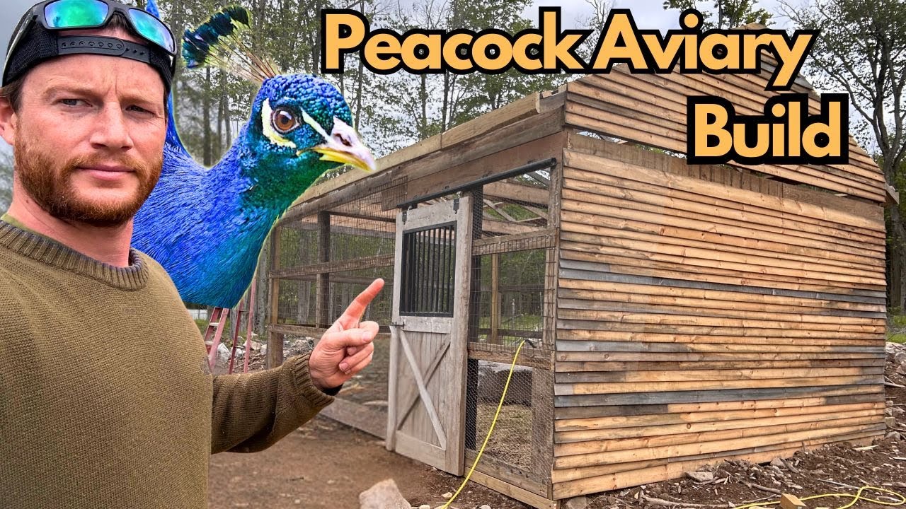 Building our New Peafowl Aviary  | Part 1