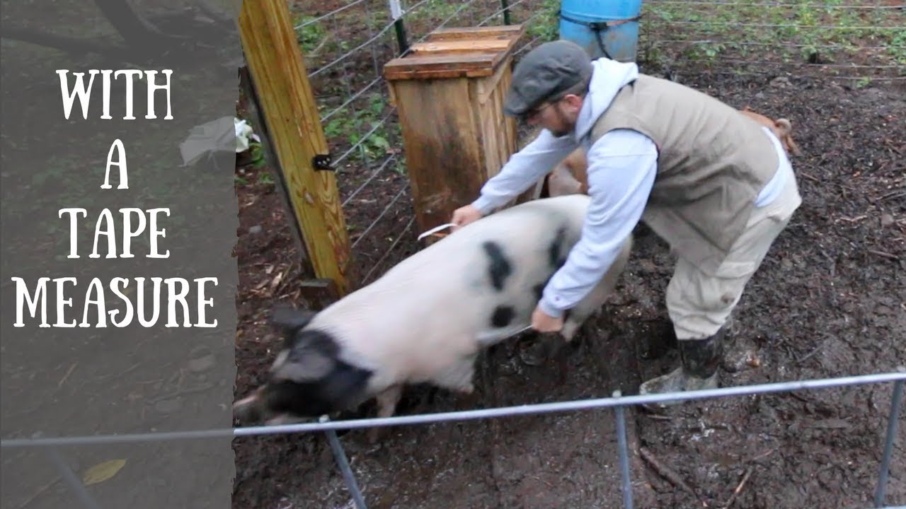 How to Weigh a pig on the Homestead