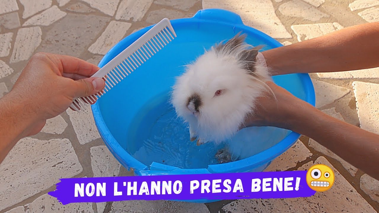 BAGNETTO AI MIEI CONIGLIETTI PER LA PRIMA VOLTA!