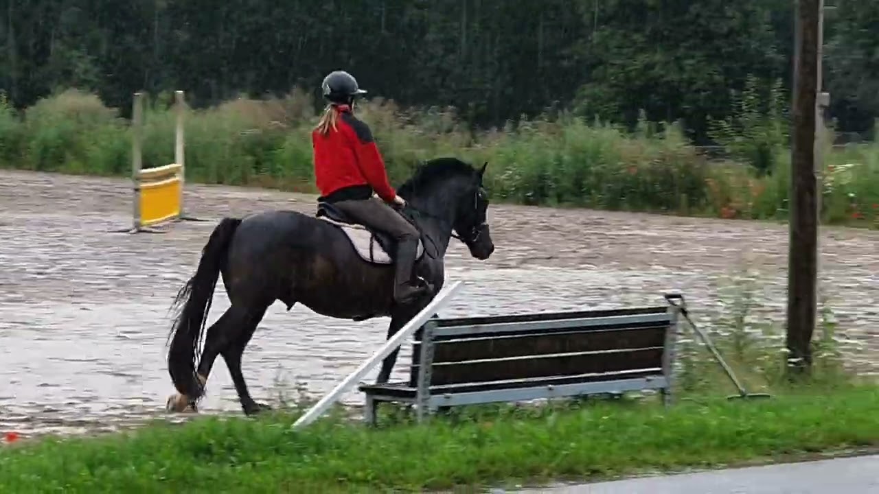 New forest årets hingst 2026         Romeo's Veto - kåret med 9 og guldmedalje for materialeprøve 