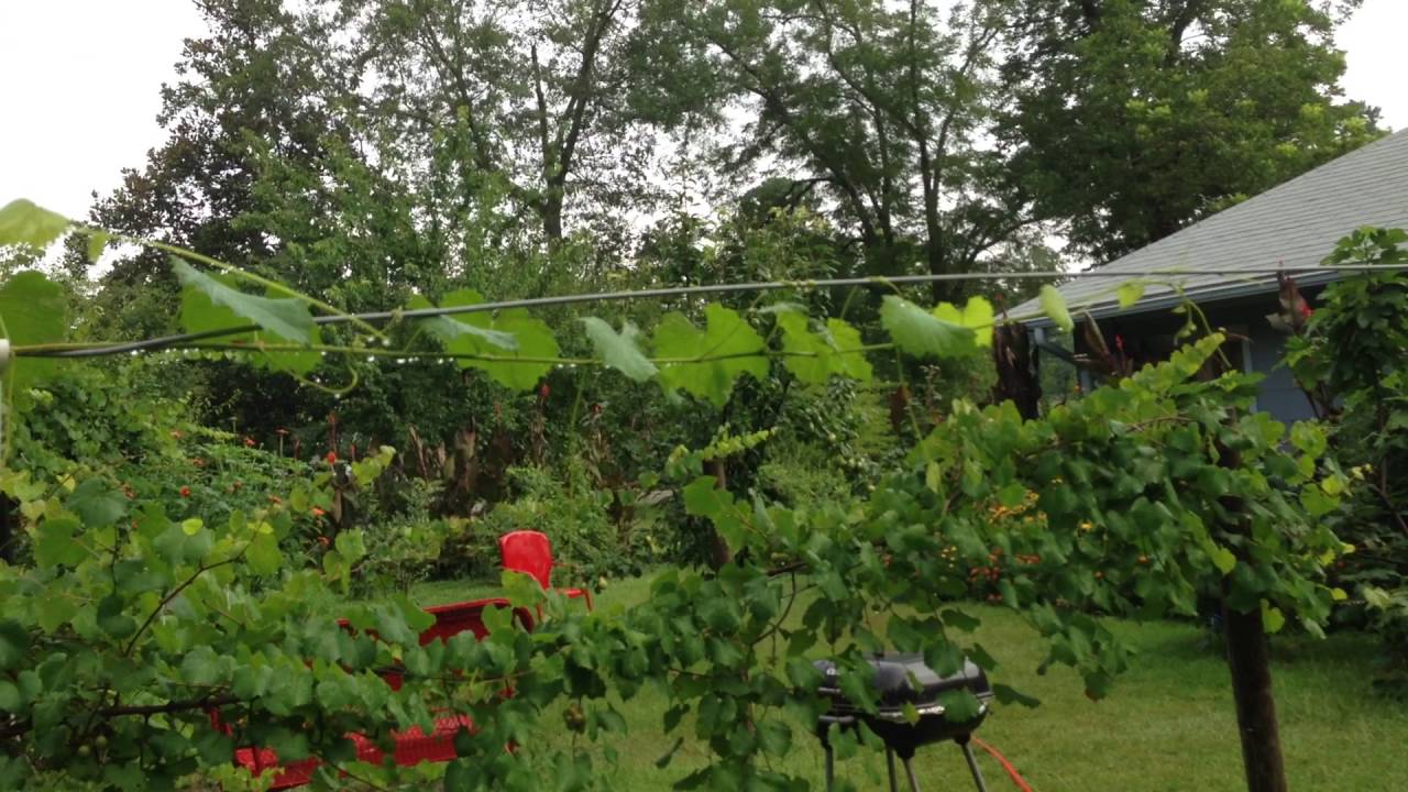 June 29th All my Muscadine Varieties