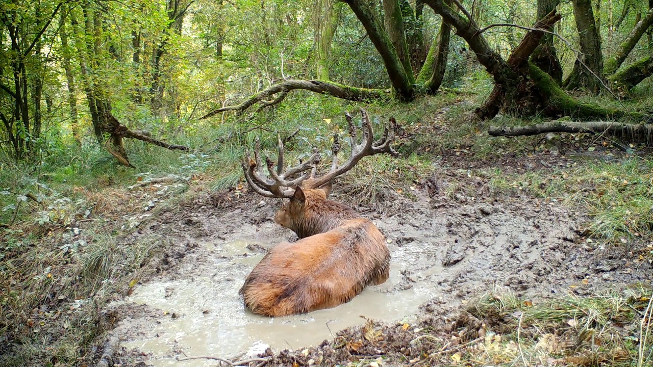 Huge 23 Point Wild Red Deer Stag 