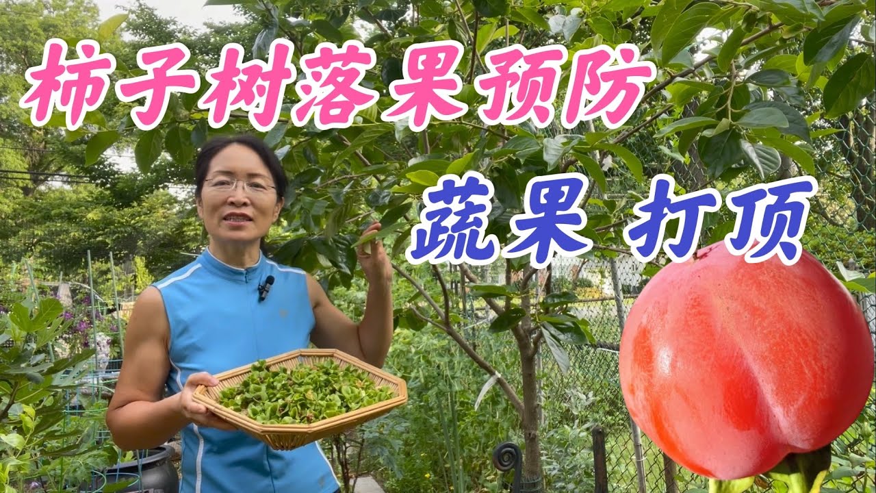 如何预防柿子树落果？如何进行柿子树蔬果和打顶？（点击CC查看字幕）