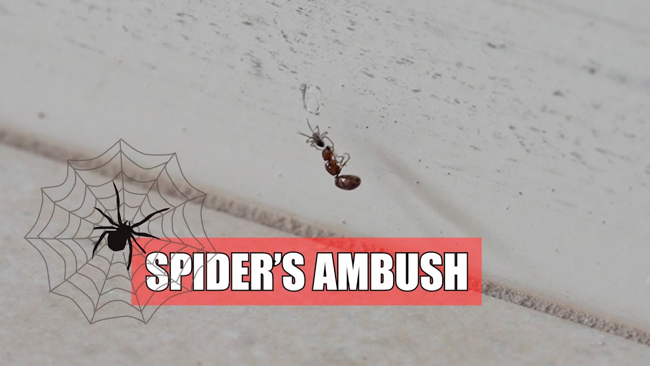I Was Distracted by the Force of Nature / Spider's Ambush on an Ant