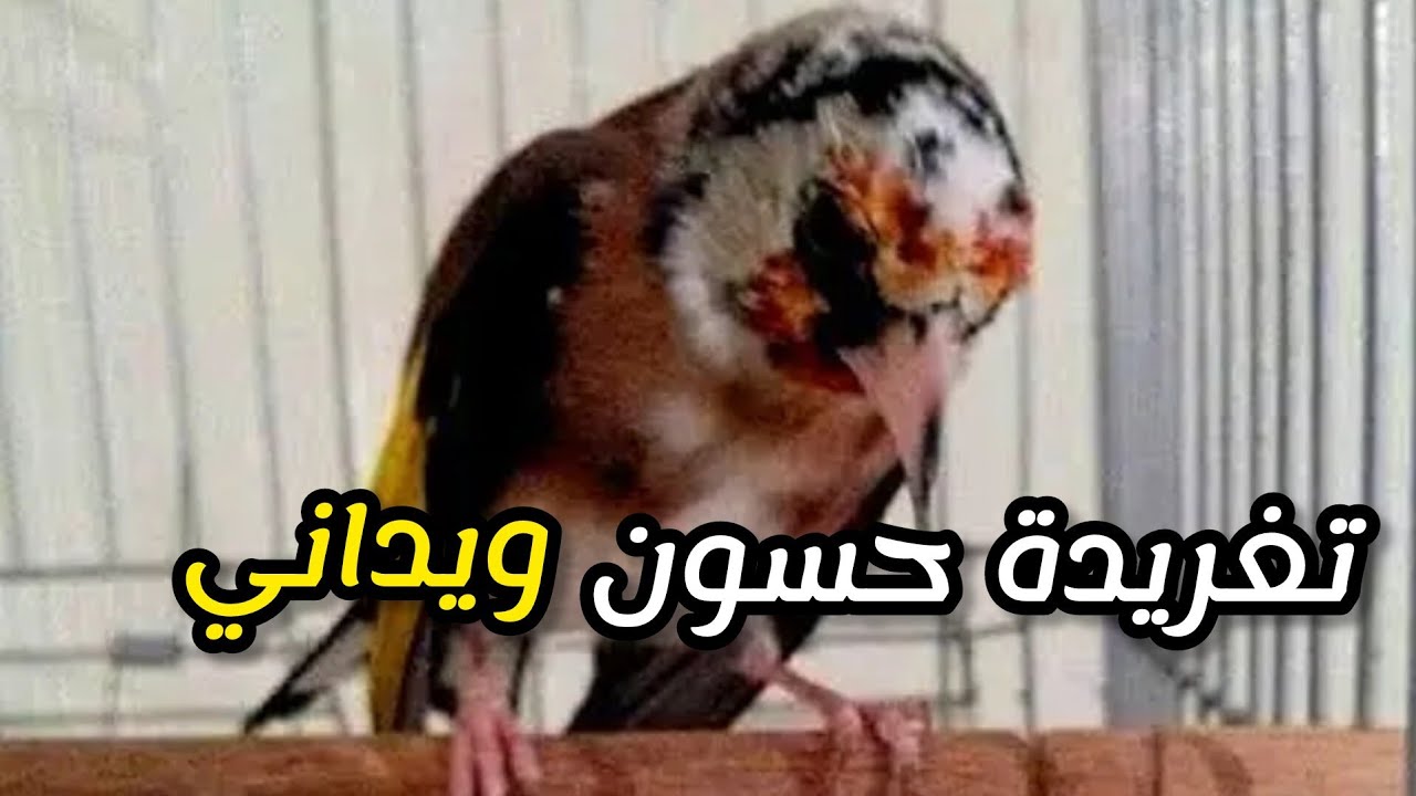 تغريدة حسون 🦜 ويداني مغربي 🇲🇦 للمولوع الكبير كمال حومي وتحياتي للجميع فرجة ممتعة ❤️👍