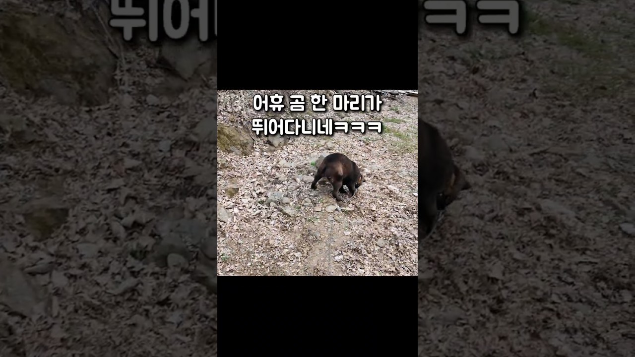 동물원에서 탈출한 새끼 곰(?) 두리의 새집장만