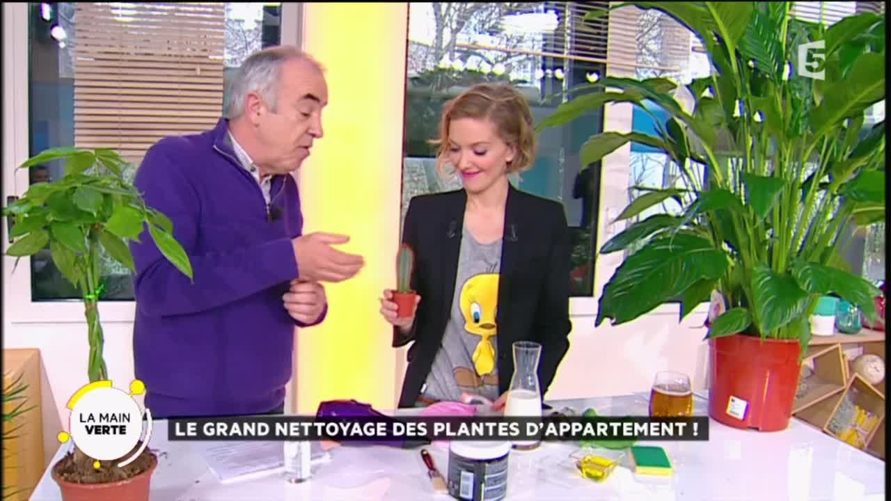 Le grand nettoyage des plantes d’appartement