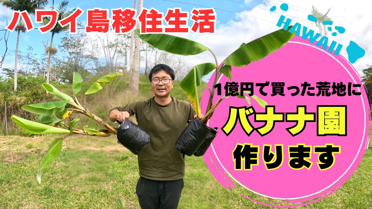 【ハワイの新名所】６種類のバナナが食べ放題になる民宿！！　（予定）