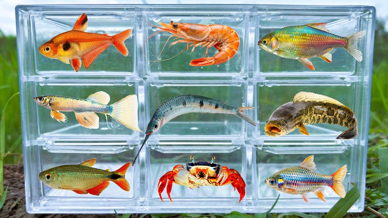 Fish: Snakehead fish, Spotted Barb, Halfbeak Fish, Crabs, Shrimp, Guppy Fish, Tetra Fish, Serpae