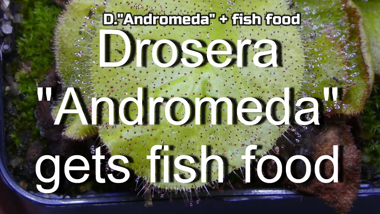 Drosera "Andromeda" reaction to fish food/ Sonnentau D.Andromeda + Fischfutter