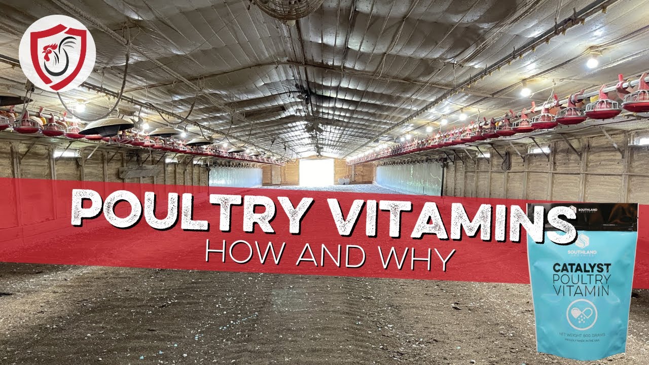 How to Boost Bird Health With Poultry Vitamins