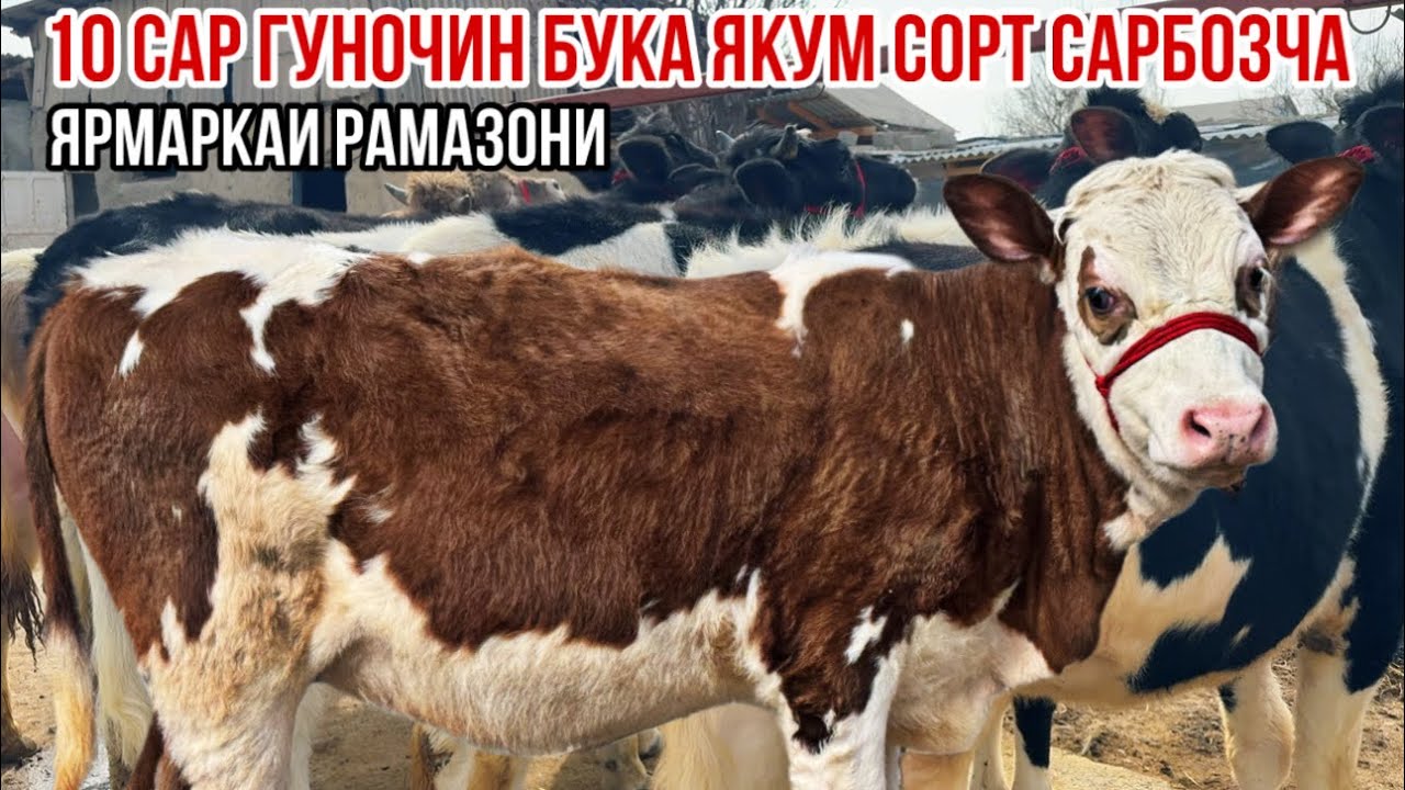 Молхои якум сорт бо нархи Ярмаркаи Рамазони Сарбозча коил кард успет кунед 20 февраля 2026 г.