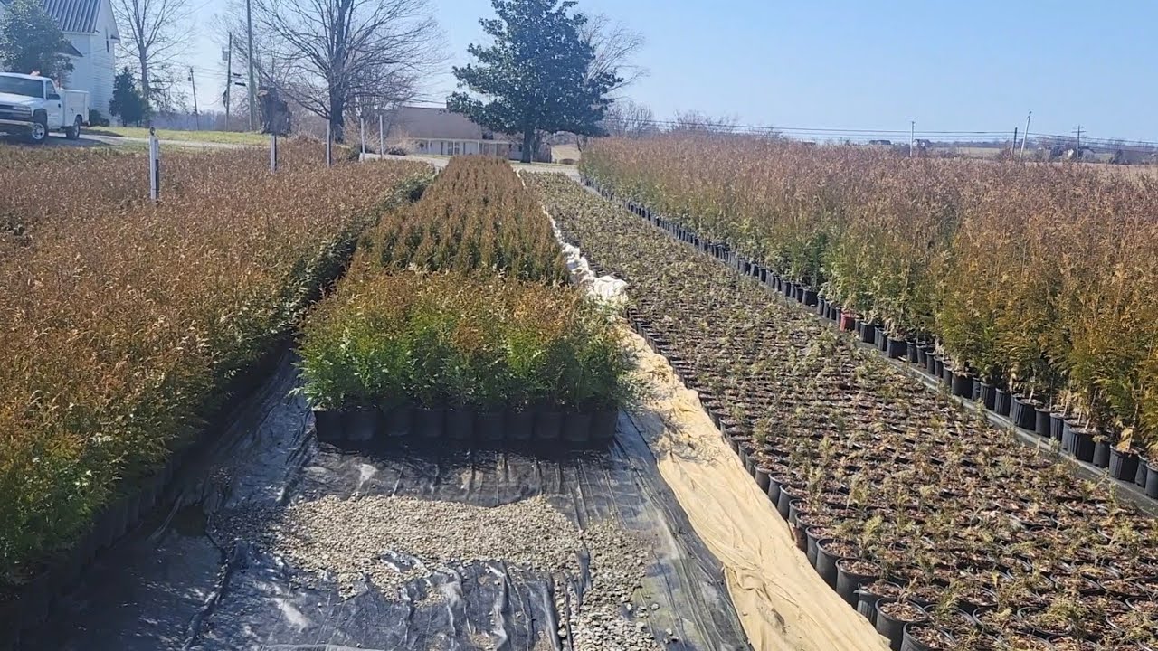 Cedarwood Nursery Haul