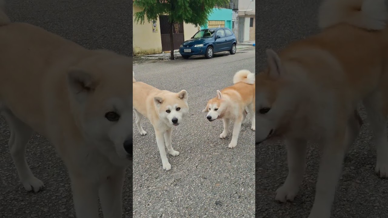 Não mexa com meu pet