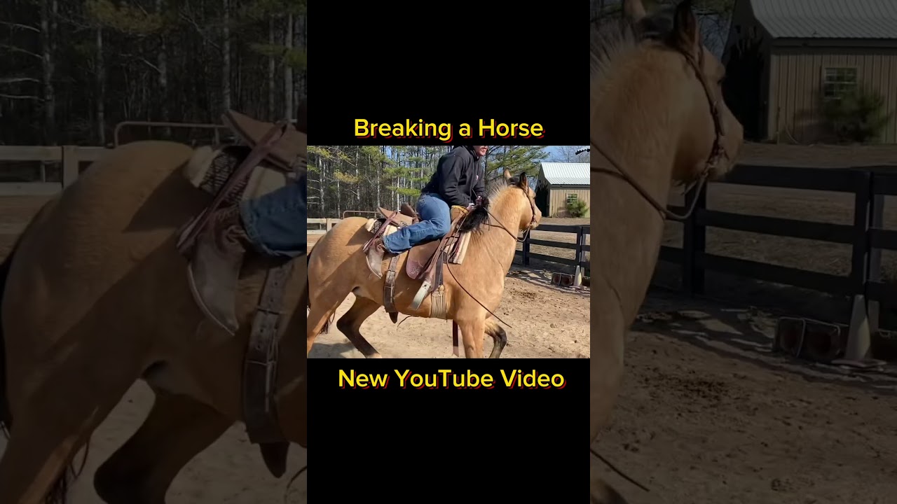 How to Break a Horse (Horse Training)- Colt Hawks. Go check it out