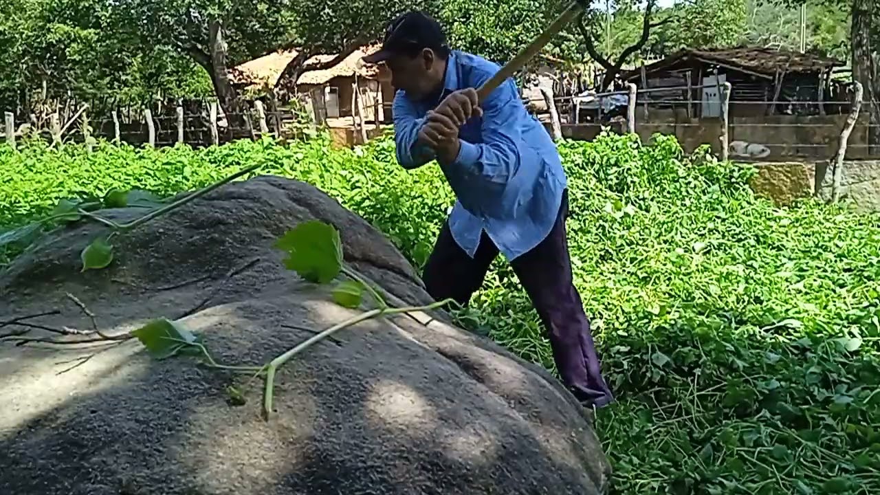 Roçando mato difícil de roçar no quintal dicasa