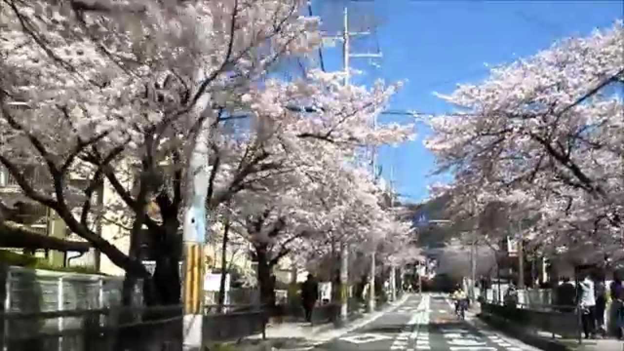車載カメラ 箕面市 桜のトンネル 2015年4月2日 (乗物酔い注意！！)