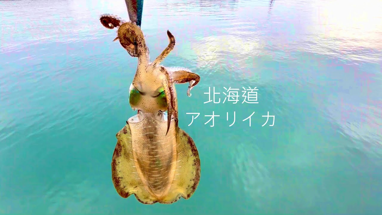 晩秋の北海道でアオリイカを探す旅【エギング】