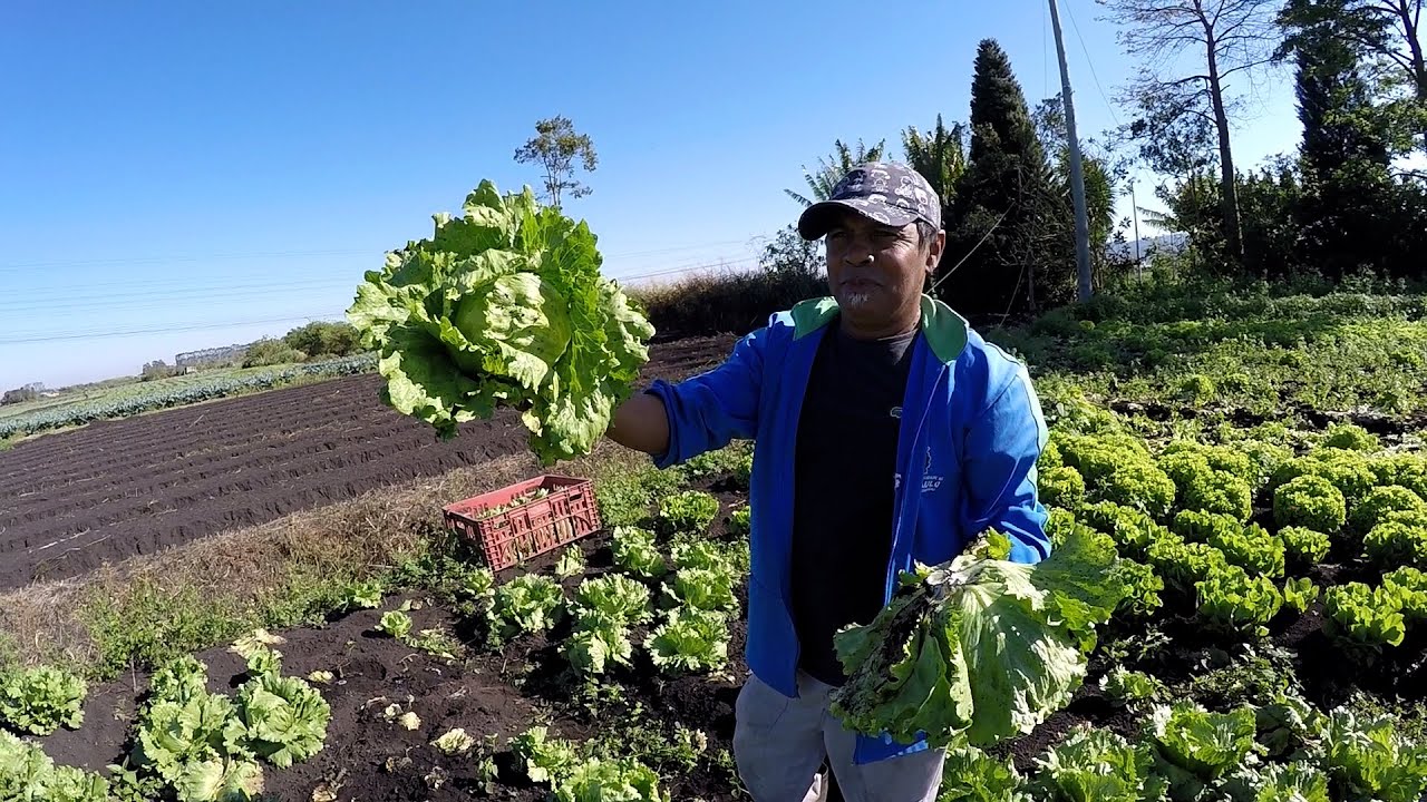 AGRICULTOR NA COLHEITA DE HORTALIÇAS - ALFACE AMERICANA, REPOLHO, BETERRABA E ACELGA