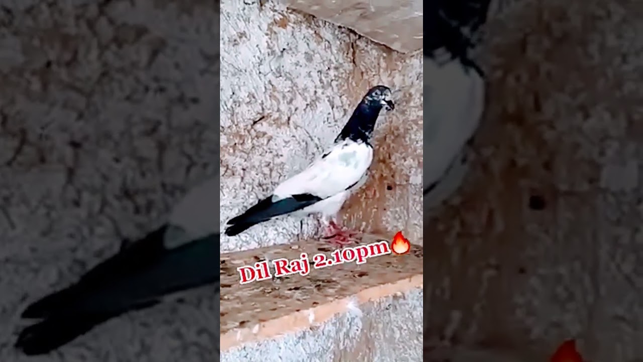 Pakistani kabutar 💕|| Pakistani pigeon 😍|| Pakistan Kabootar 👆|| Pakistani Kabootar 🙈💯