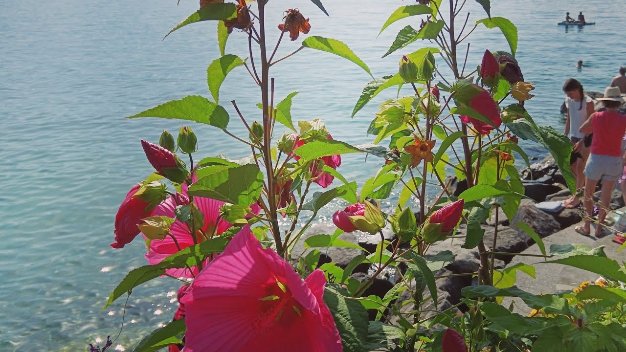 বাগান, পর্ব ১১২। আলু তোলা হল, ফ্রান্সের গ্রামীণ জীবন।  Harvesting potatoes –Village Life in France.