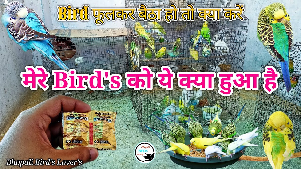 ये दवा 💊 से हुआ जबरदस्त फायदा// Bird's 🕊️ beemar nahi hoga #birds #birdlover