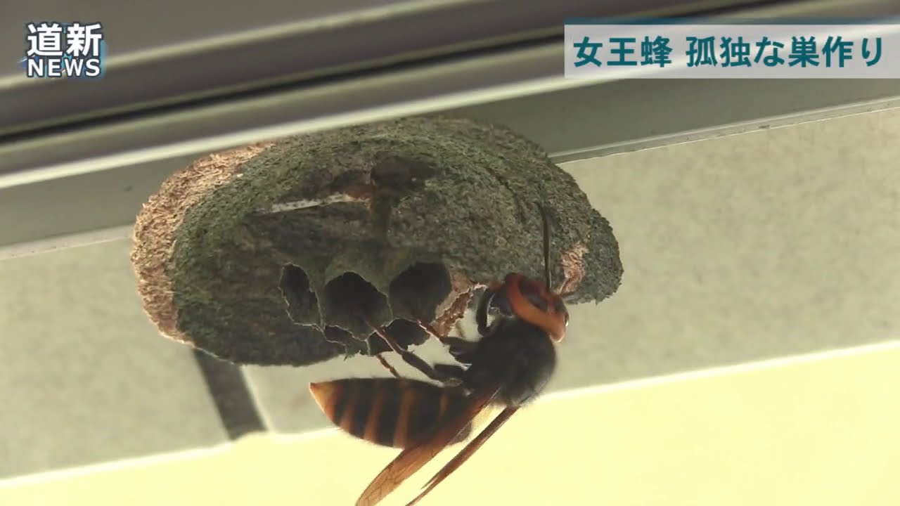 女王の孤独な巣作り　コガタスズメバチ