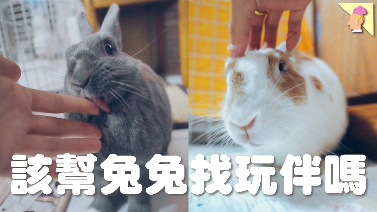【侑敏yomin】要幫兔兔找朋友嗎？／別一相情願情，你可能在幫倒忙