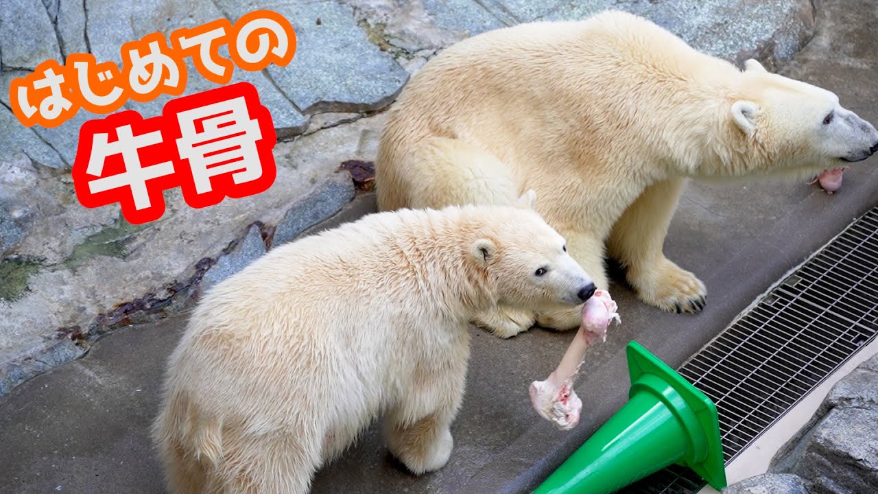 牛骨をひとりじめしたいフブキと仕方なく譲るユキ