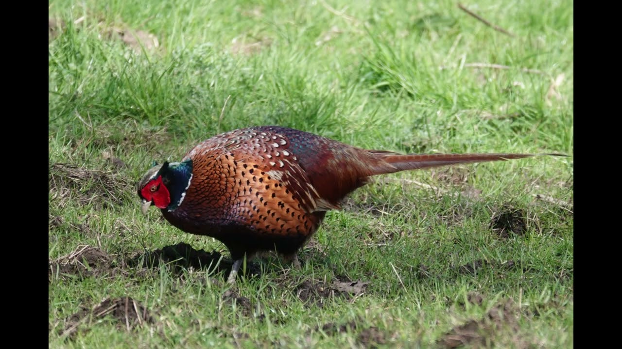 March 2024  Birds and Animals
