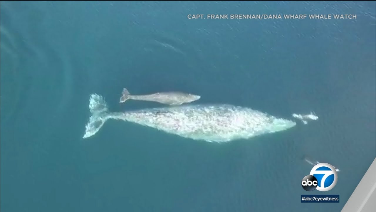 BABY WHALE! 🐳 Adorable video shows baby gray whale swimming alongside mom in Dana Point | ABC7