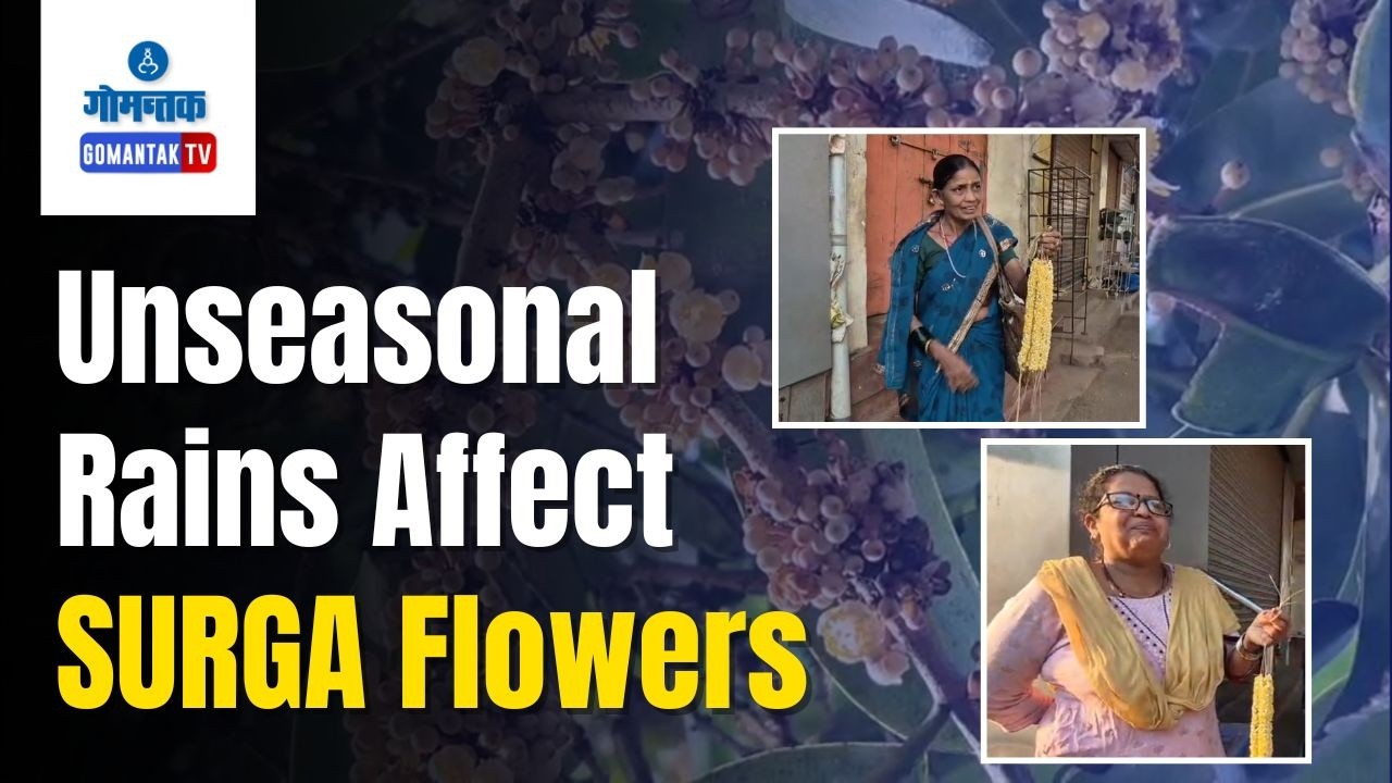 Bicholim News - Weather imbalance affects blooming of 'Surga' flowers in Bicholim | Gomantak TV