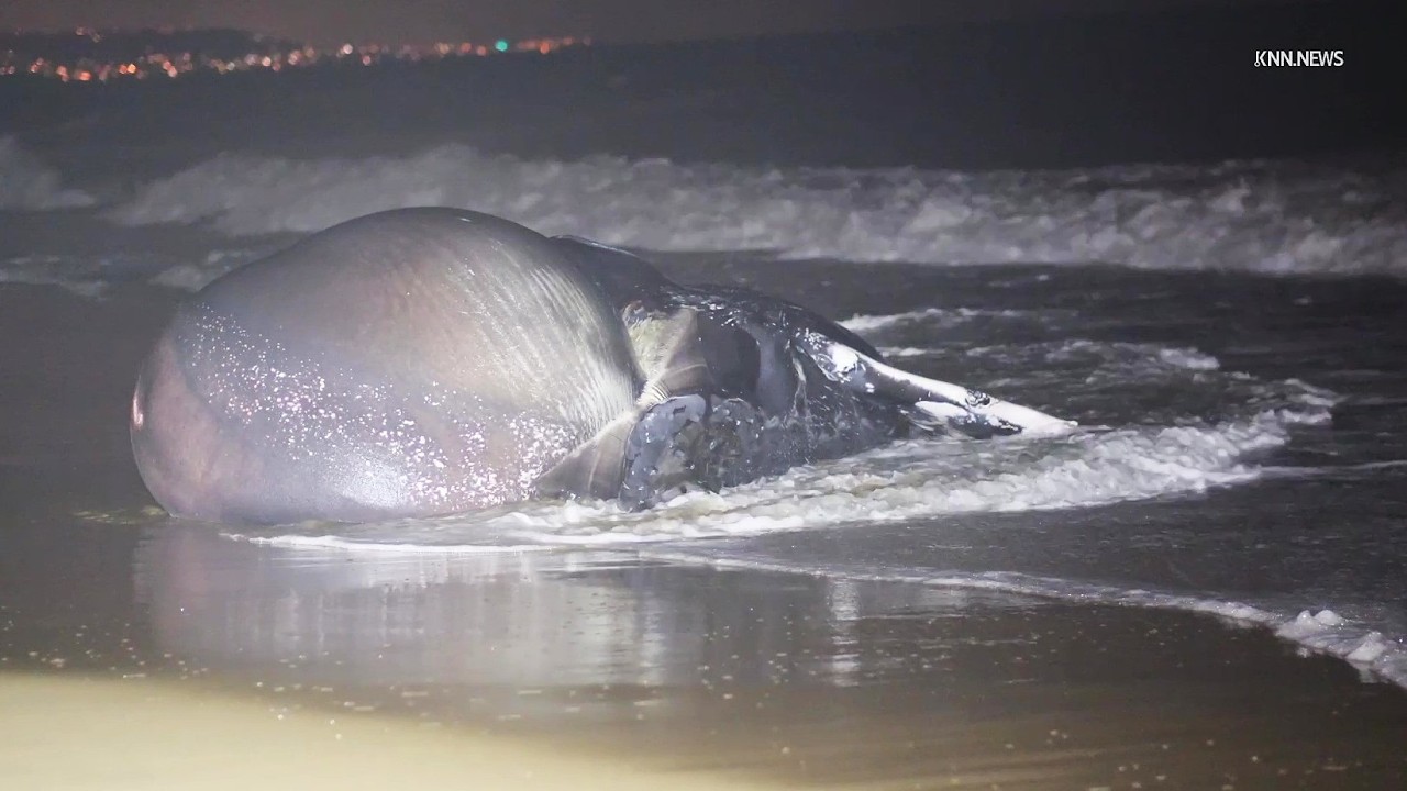 Dead Humpback Whale Found on Balboa Peninsula in Newport Beach