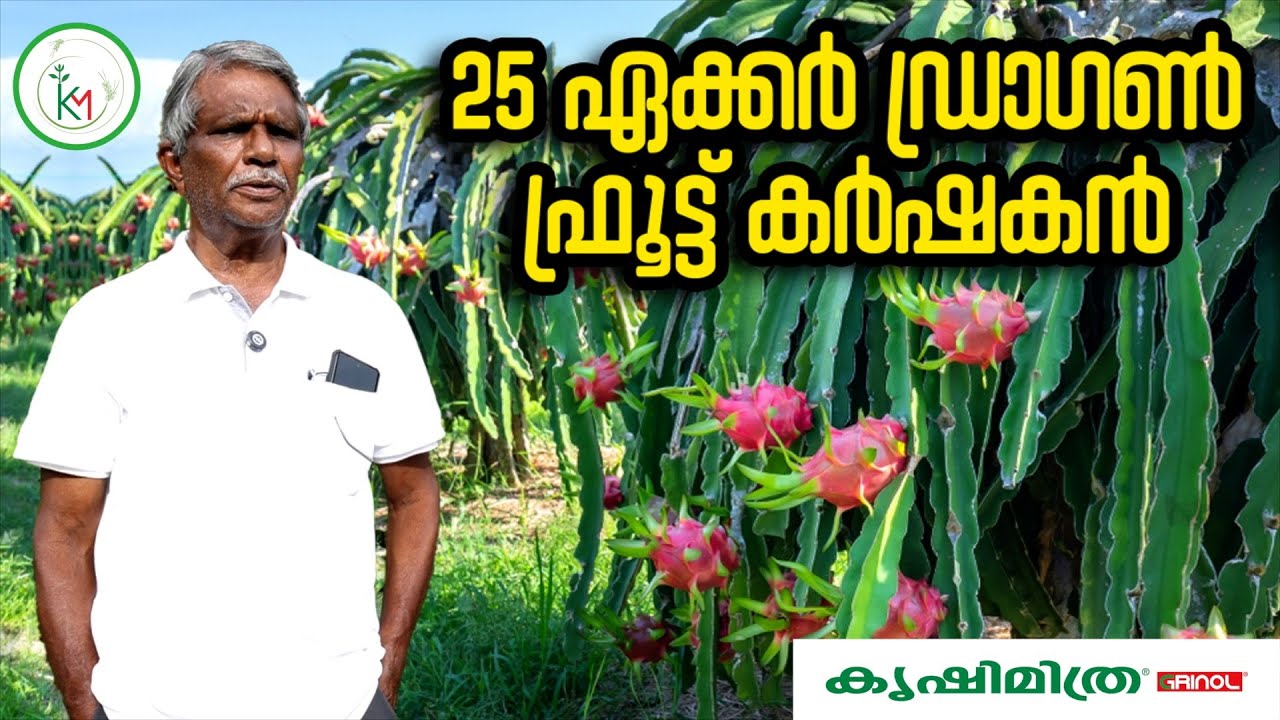 ഒറ്റ ഡ്രാഗൺ ഫ്രൂട്ട് തൈയിൽ തുടങ്ങി ഇന്ന് 25 ഏക്കർ കൃഷി ചെയ്യുന്ന സംരംഭകന്റെ വിജയ നേട്ടങ്ങൾ. #dragon