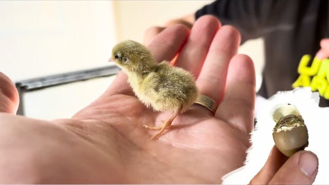 Выведение птенцов перепелов-пуговиц! С 1 по 50 день 🐣