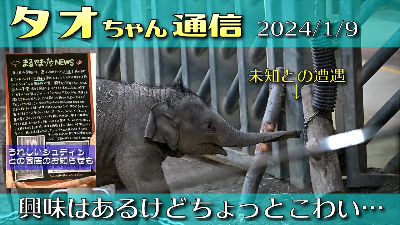 タオちゃん通信 2024/1/9 興味はあるけどちょっとこわい…　#円山動物園 #アジアゾウ