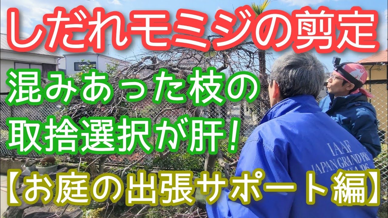 【シダレモミジの剪定】暴れた木をスッキリ美しくする手入れ方法(2024年3月)🍁✨