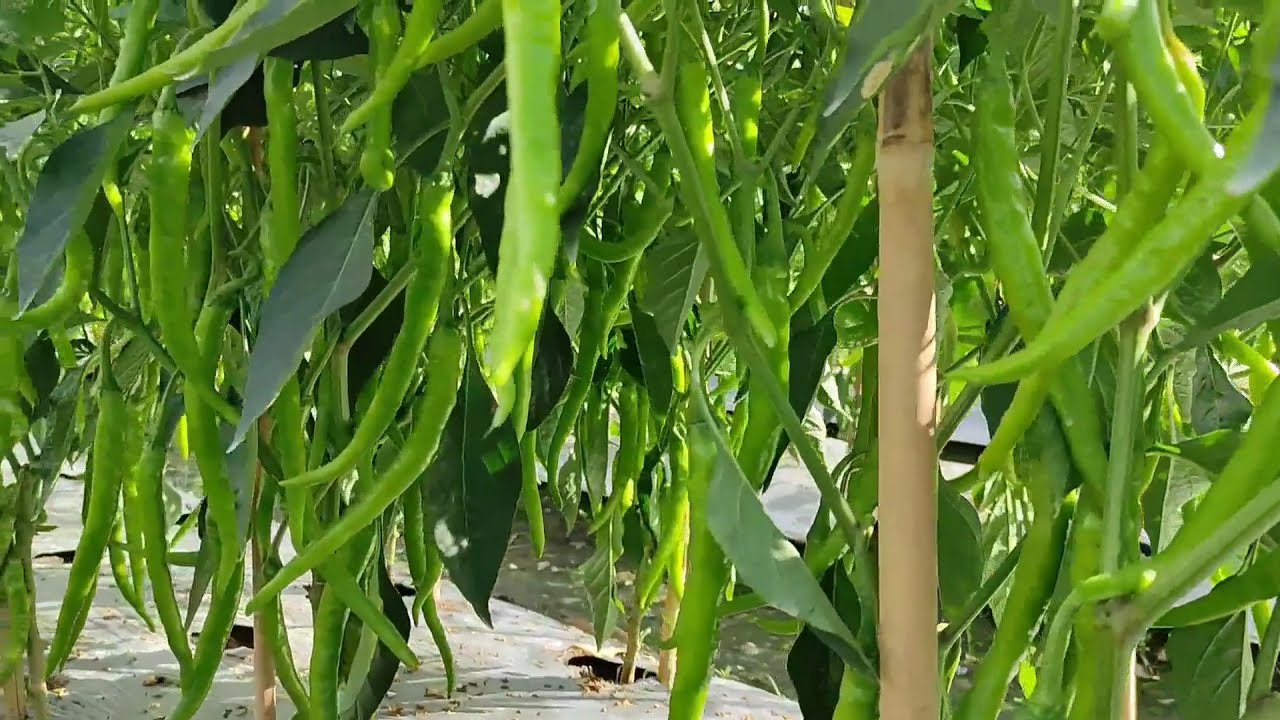 cabe merah besar varietas Imola 60 hst buah super lebat