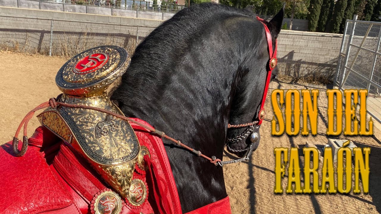 El Son del Faraón 🐴 🤠
