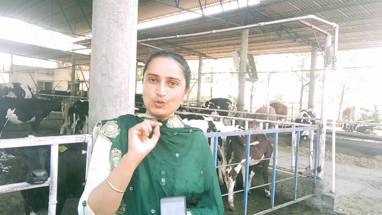 SALE SALE🎉ABS PIPER🥳DHAMAKA jaldi kro