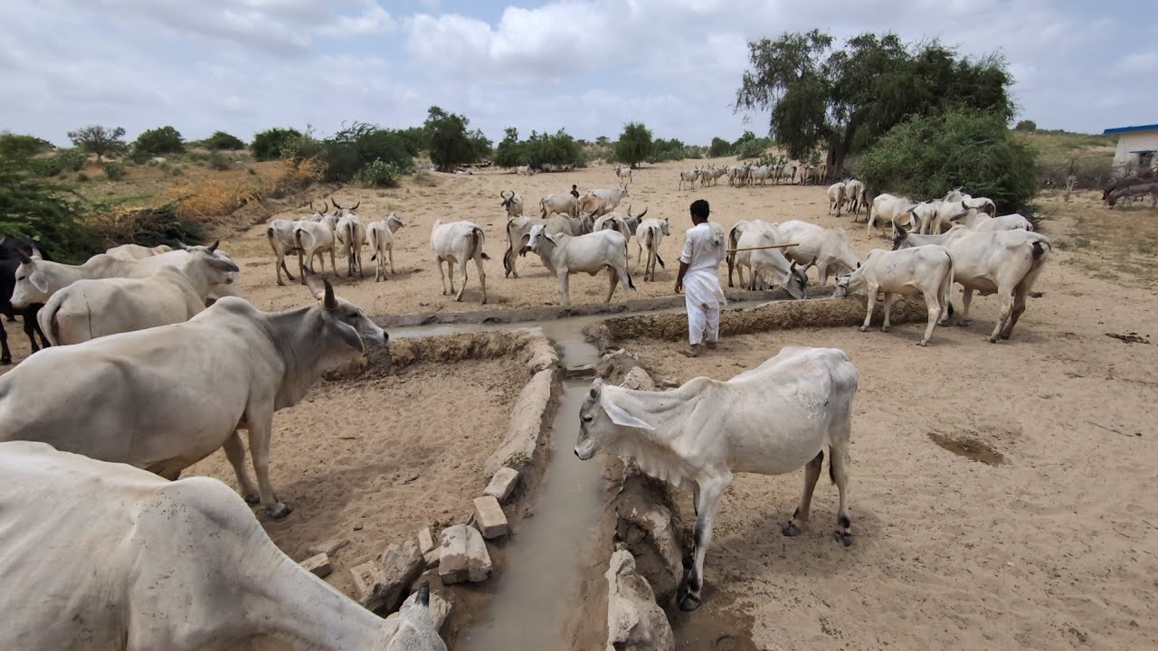 wildlife desert animals cow