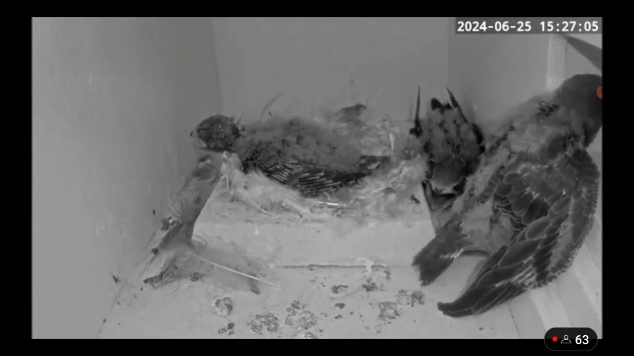 (C) RSPB live Swift cam Big chick's scary actions 25th June 2024