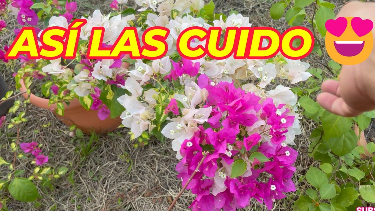 10 plantas diferentes, 10 cuidados CLAVE que pocos explican #plantas #flores #bugambilia