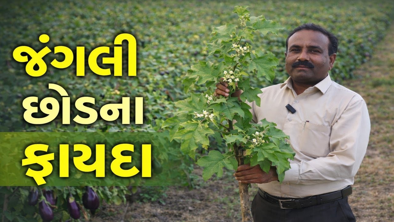 જંગલી રીંગણાના છોડના અદભુત ફાયદા || નિમેટોડથી બચાવ॥ વધુ ઉત્પાદન.