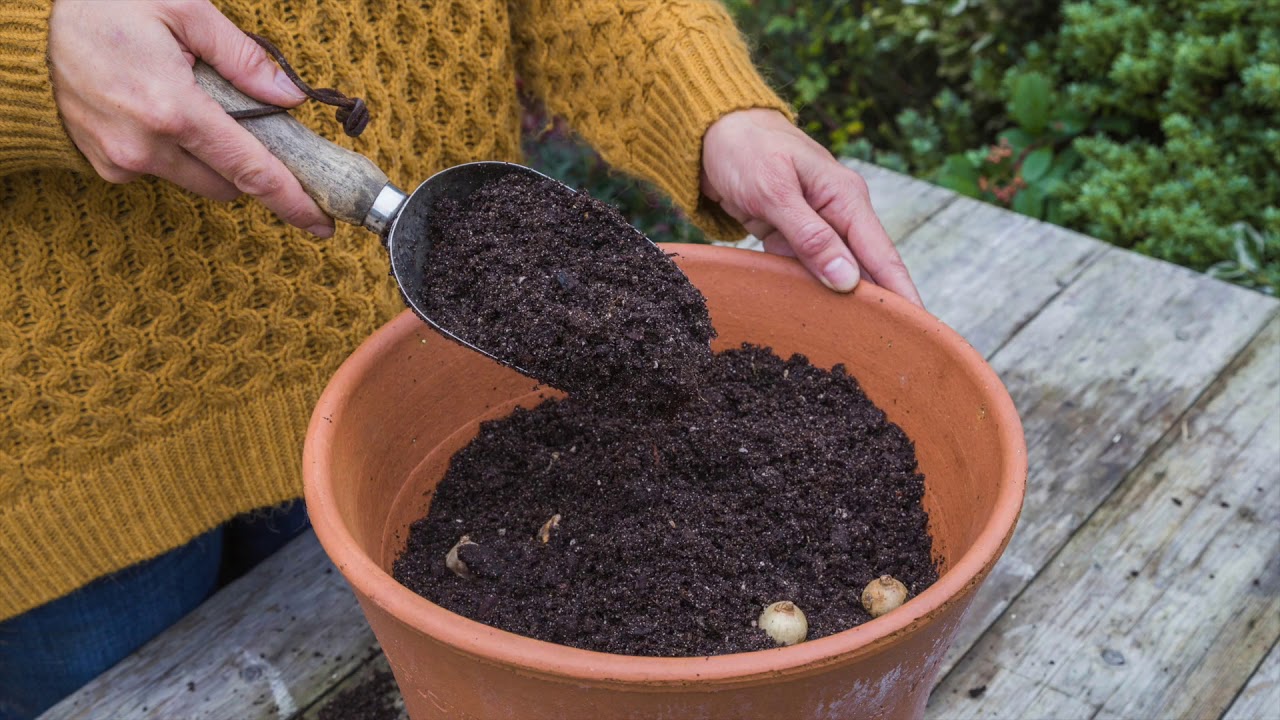 How to plant a bulb lasagne
