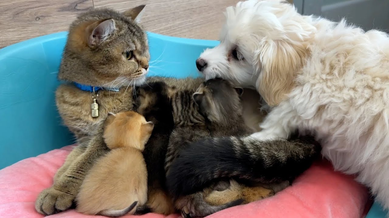 The puppy wants to help the mother cat wash the kittens while she feeds them