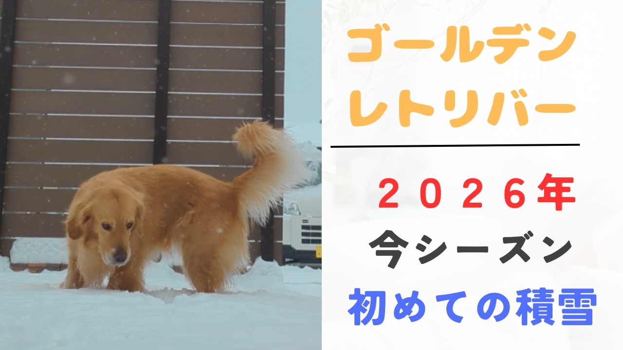 【ゴールデンレトリバー】今シーズン初めての積雪⛄️　#ゴールデンレトリバー #大型犬のいる生活 #cute #goldenretriever #pets #animals #大型犬