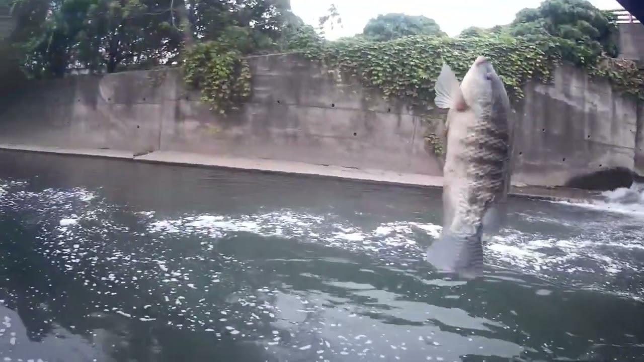 這裡的魚很好釣喔~~吃餌都沒在客氣的