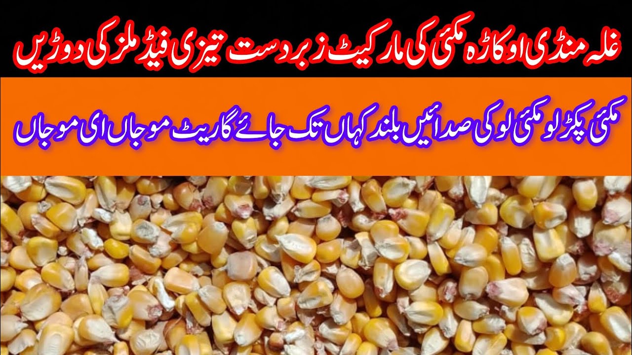 Maize rate today // corn price today okara mandi // آج غلہ منڈی اوکاڑہ مکئی کا ریٹ 07.08.2025